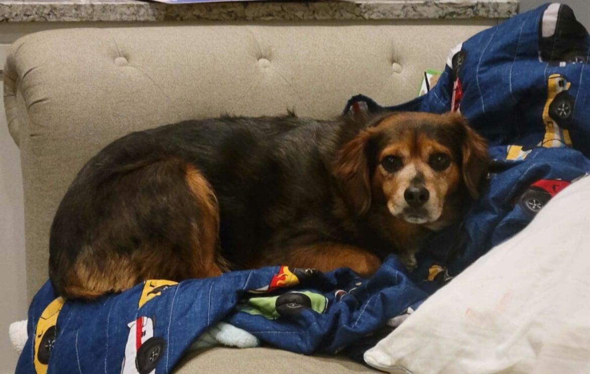 Enlarge Jack!!, an adoptable mixed breed in Celina, OH image 3/6