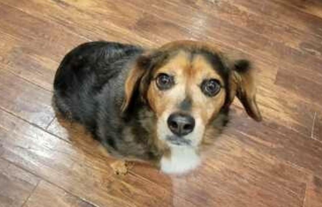 Enlarge Jack!!, an adoptable mixed breed in Celina, OH image 4/6