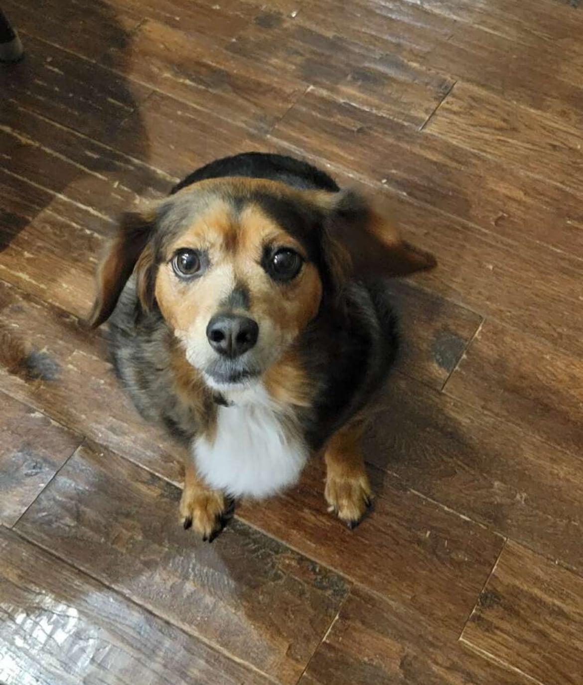 Enlarge Jack!!, an adoptable mixed breed in Celina, OH image 5/6