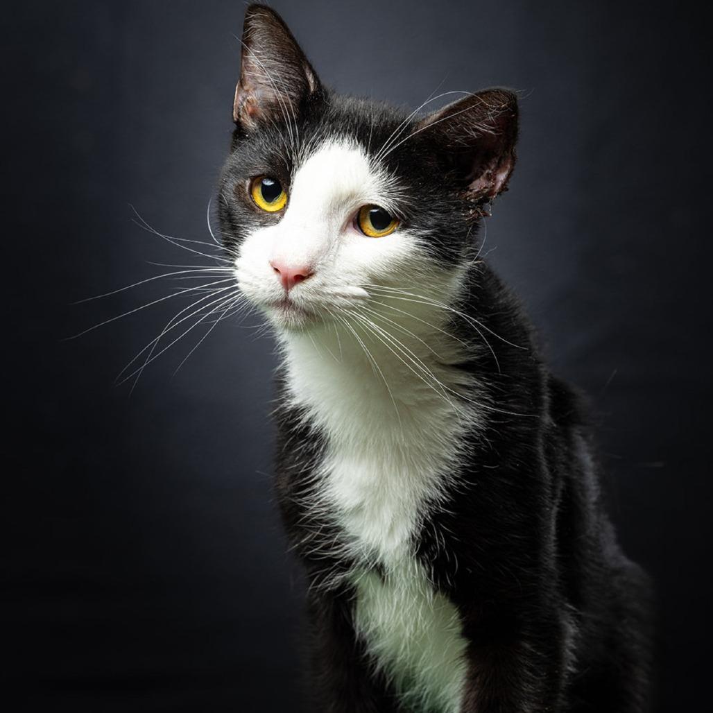 Two Face, a Adoptable Domestic Short Hair in Jupiter, FL image 1/6