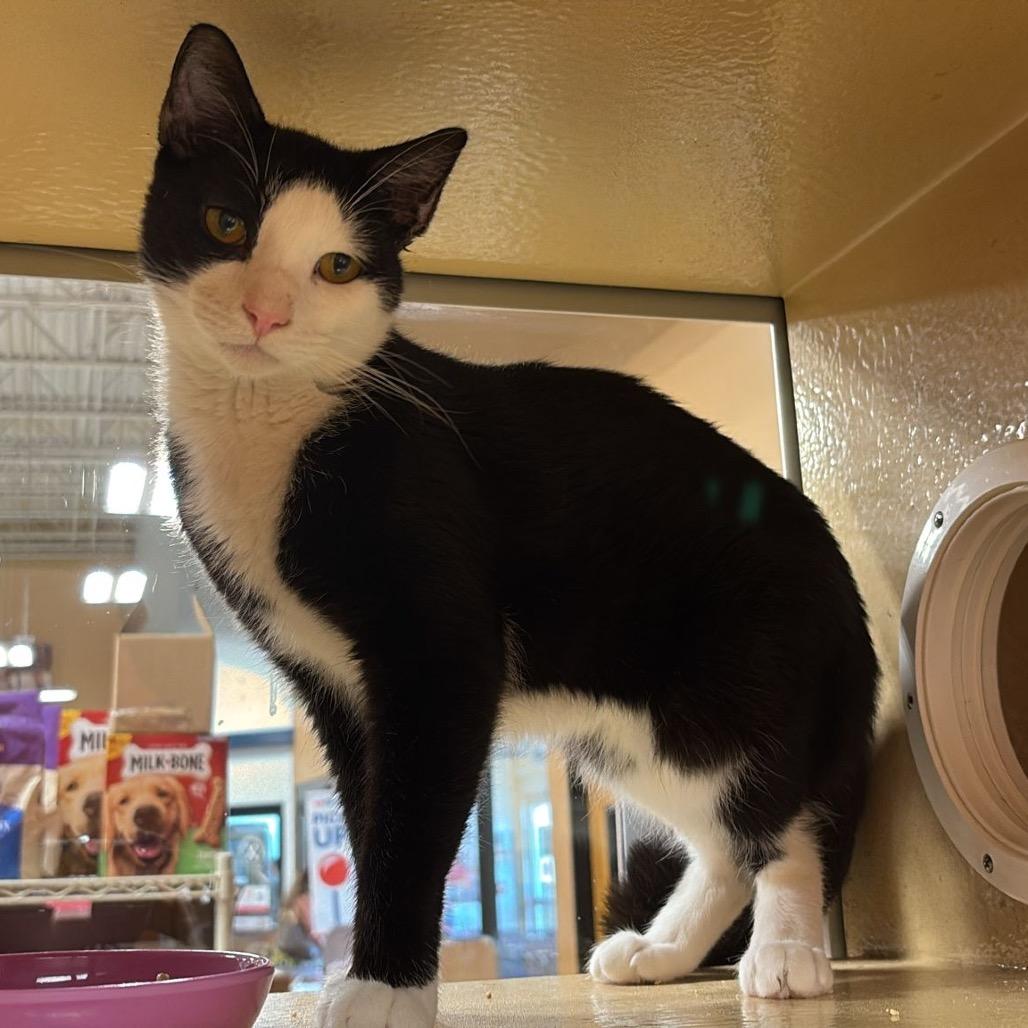 Two Face, a Adoptable Domestic Short Hair in Jupiter, FL image 2/6