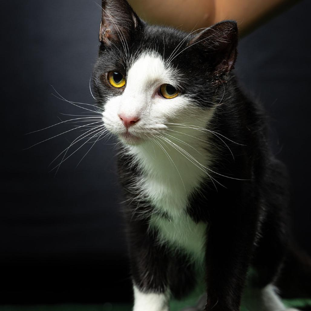 Two Face, a Adoptable Domestic Short Hair in Jupiter, FL image 3/6