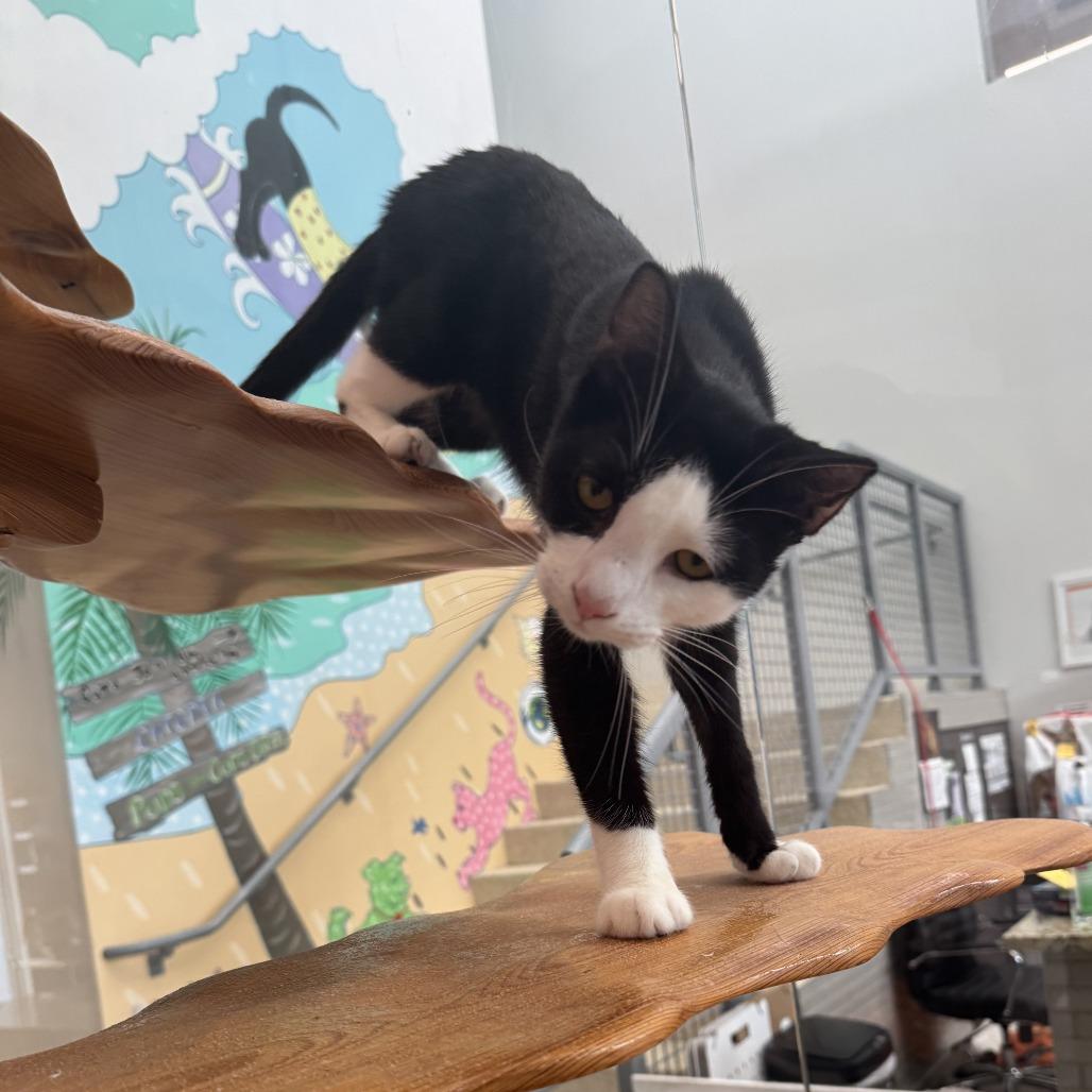 Two Face, a Adoptable Domestic Short Hair in Jupiter, FL image 4/6