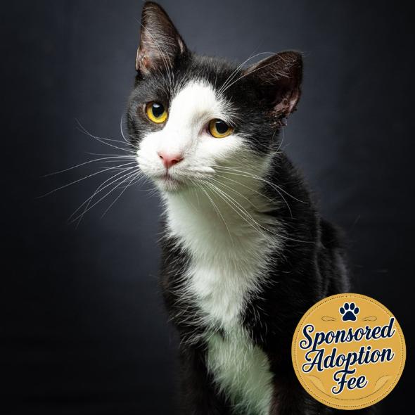 Two Face, a Adoptable Domestic Short Hair in Jupiter, FL image 5/6