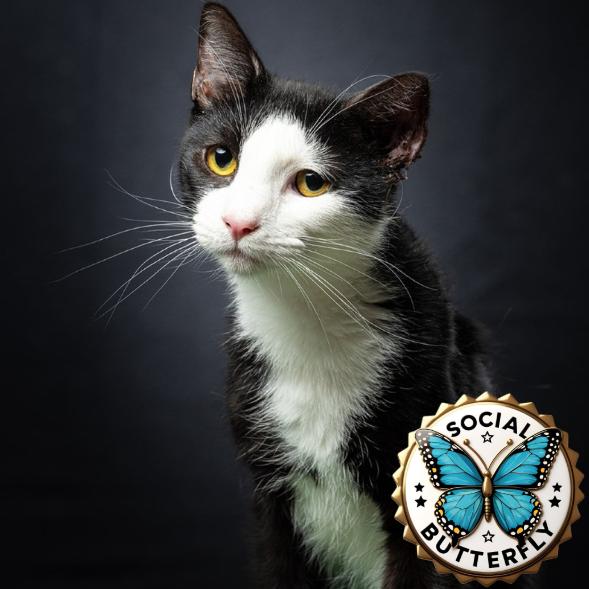 Two Face, a Adoptable Domestic Short Hair in Jupiter, FL image 6/6