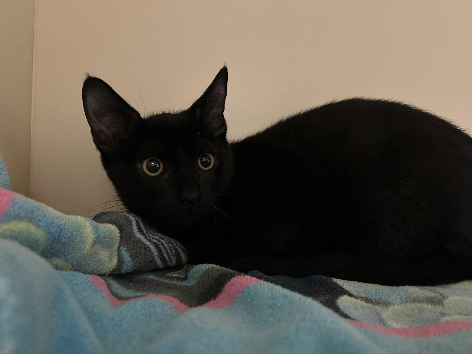 Enlarge Quincy, a Adoptable Domestic Short Hair in Lancaster, PA image 1/1