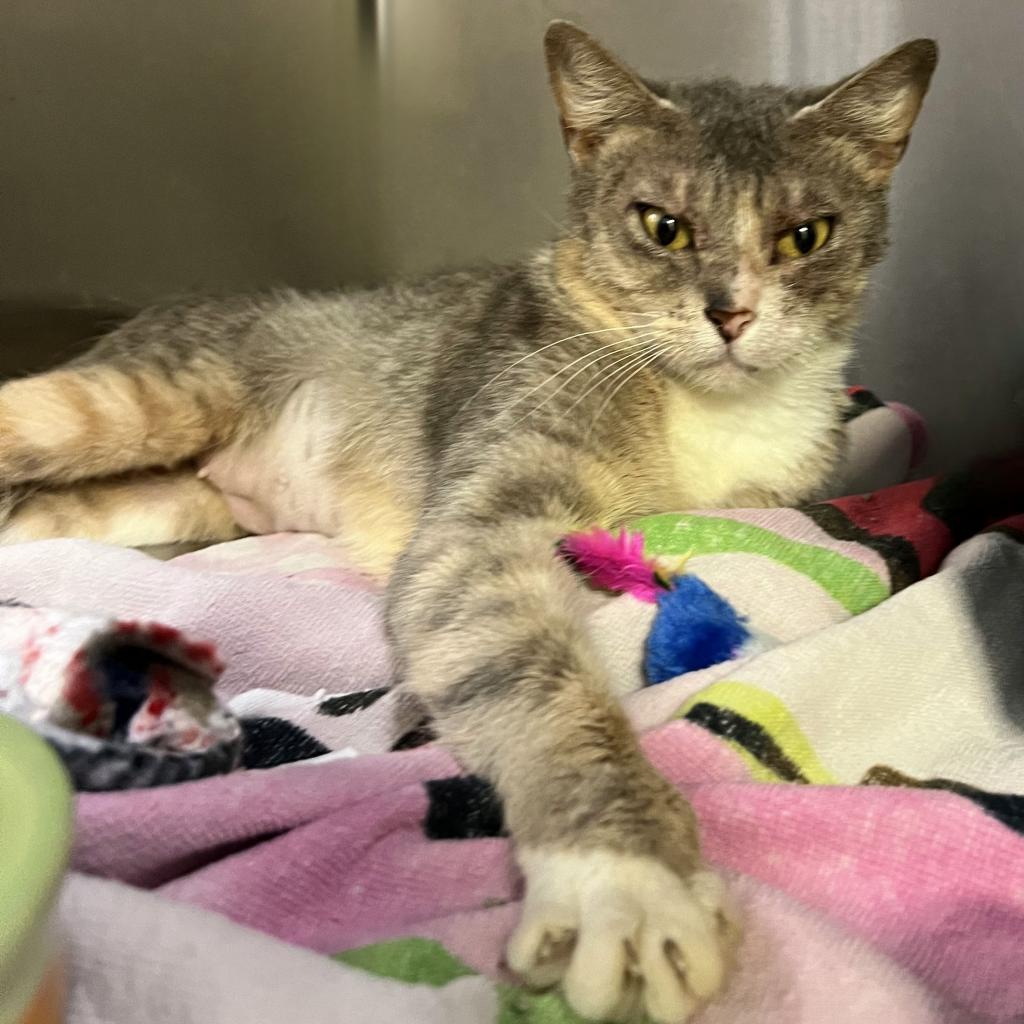 Tiger, Adoptable, Adult Female Domestic Short Hair.