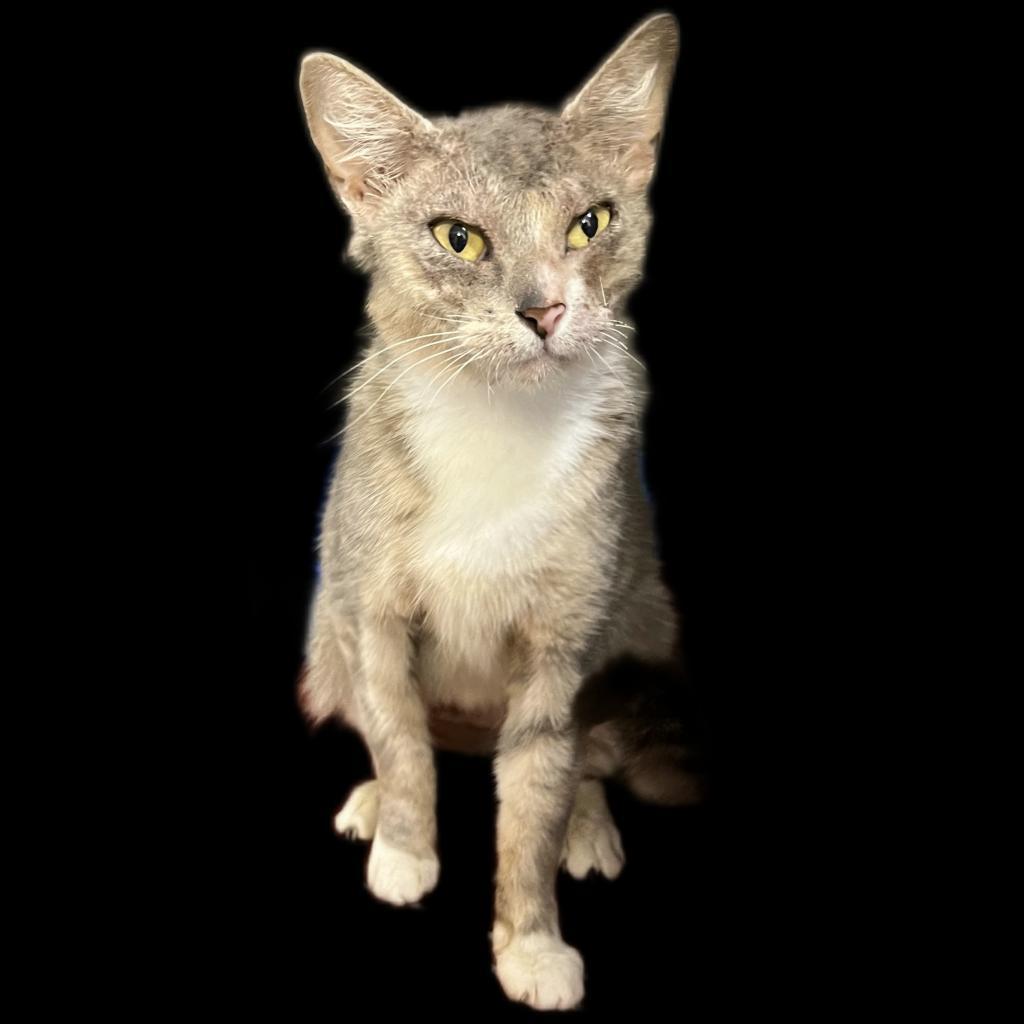 Enlarge Tiger, a Adoptable Domestic Short Hair in Springfield, IL image 3/3