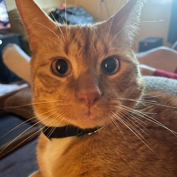 Bless Owner Giving Up, ADOPTABLE, Young Male Domestic Short Hair.