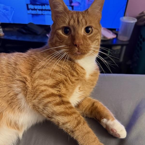 Enlarge Bless Owner Giving Up, a ADOPTABLE Domestic Short Hair in Clifton, NJ image 3/5