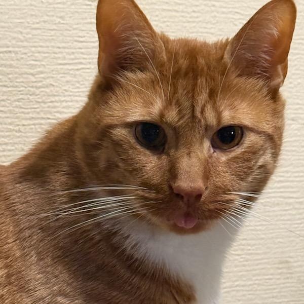 Enlarge Bless Owner Giving Up, a ADOPTABLE Domestic Short Hair in Clifton, NJ image 2/5