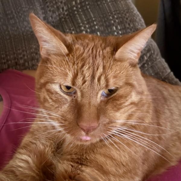 Enlarge Bless Owner Giving Up, a ADOPTABLE Domestic Short Hair in Clifton, NJ image 5/5