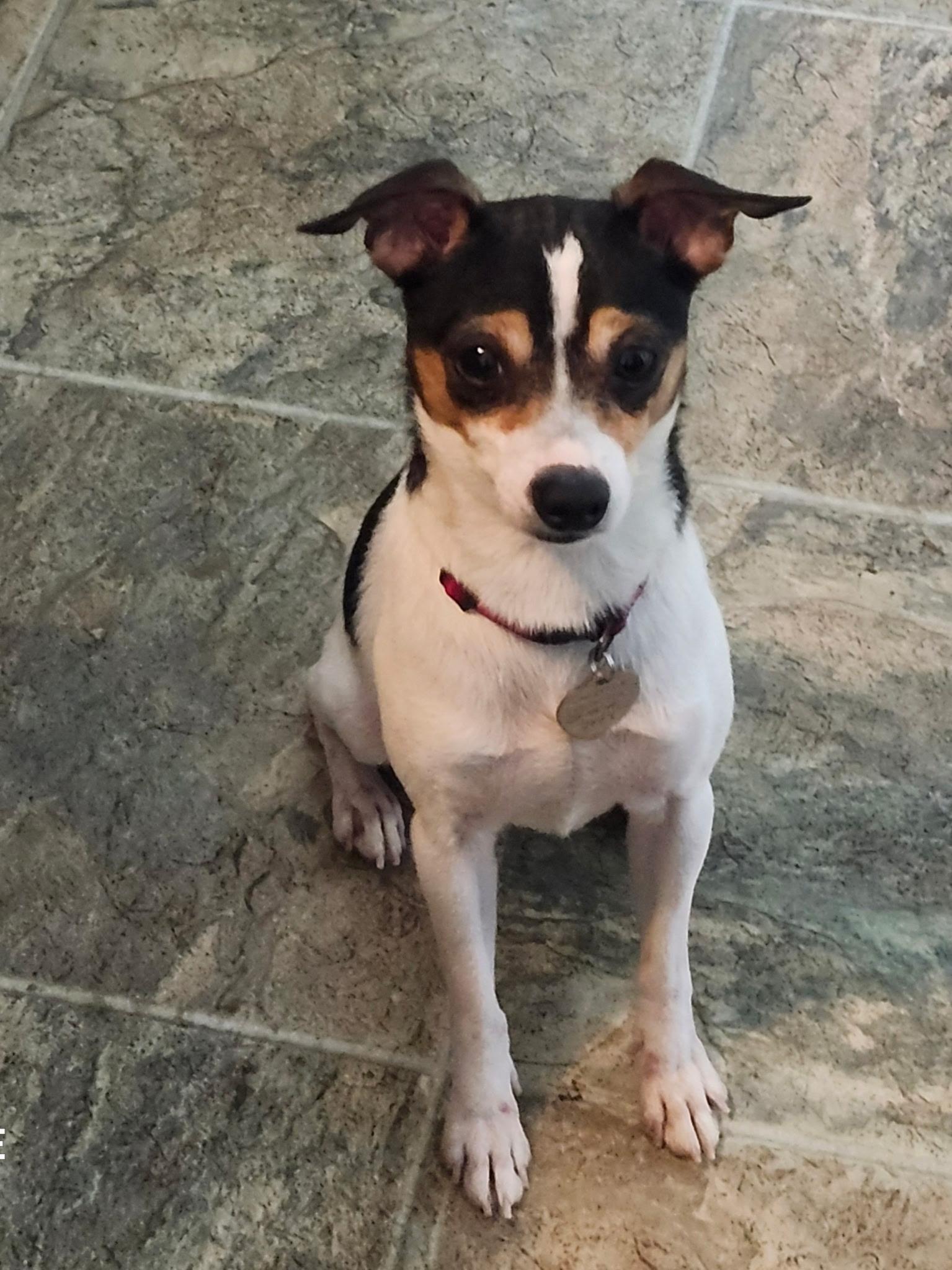 Damon, ADOPTABLE, Adult Male Rat Terrier & Chihuahua.