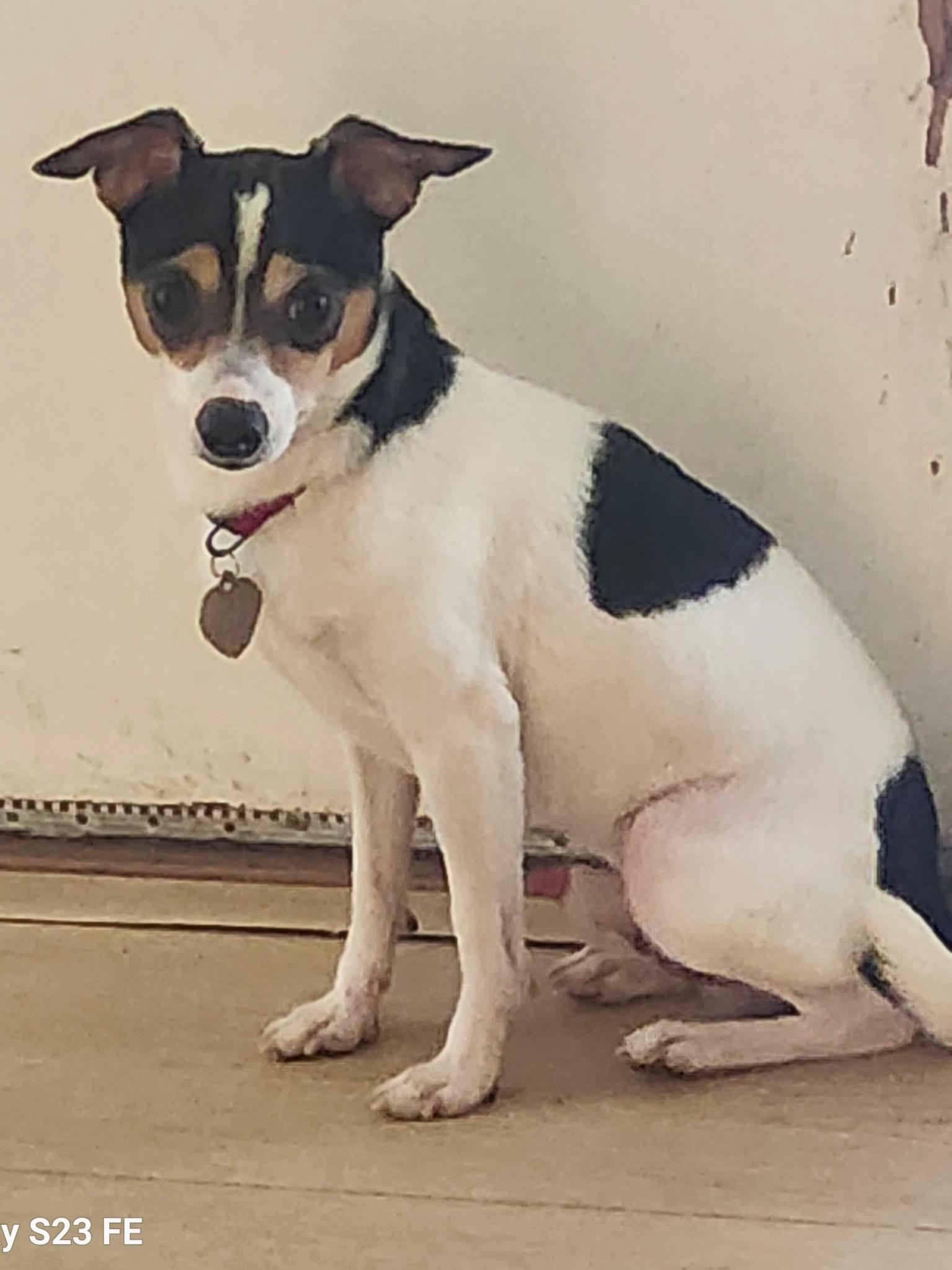 Damon, ADOPTABLE, Young Male Terrier & Chihuahua.