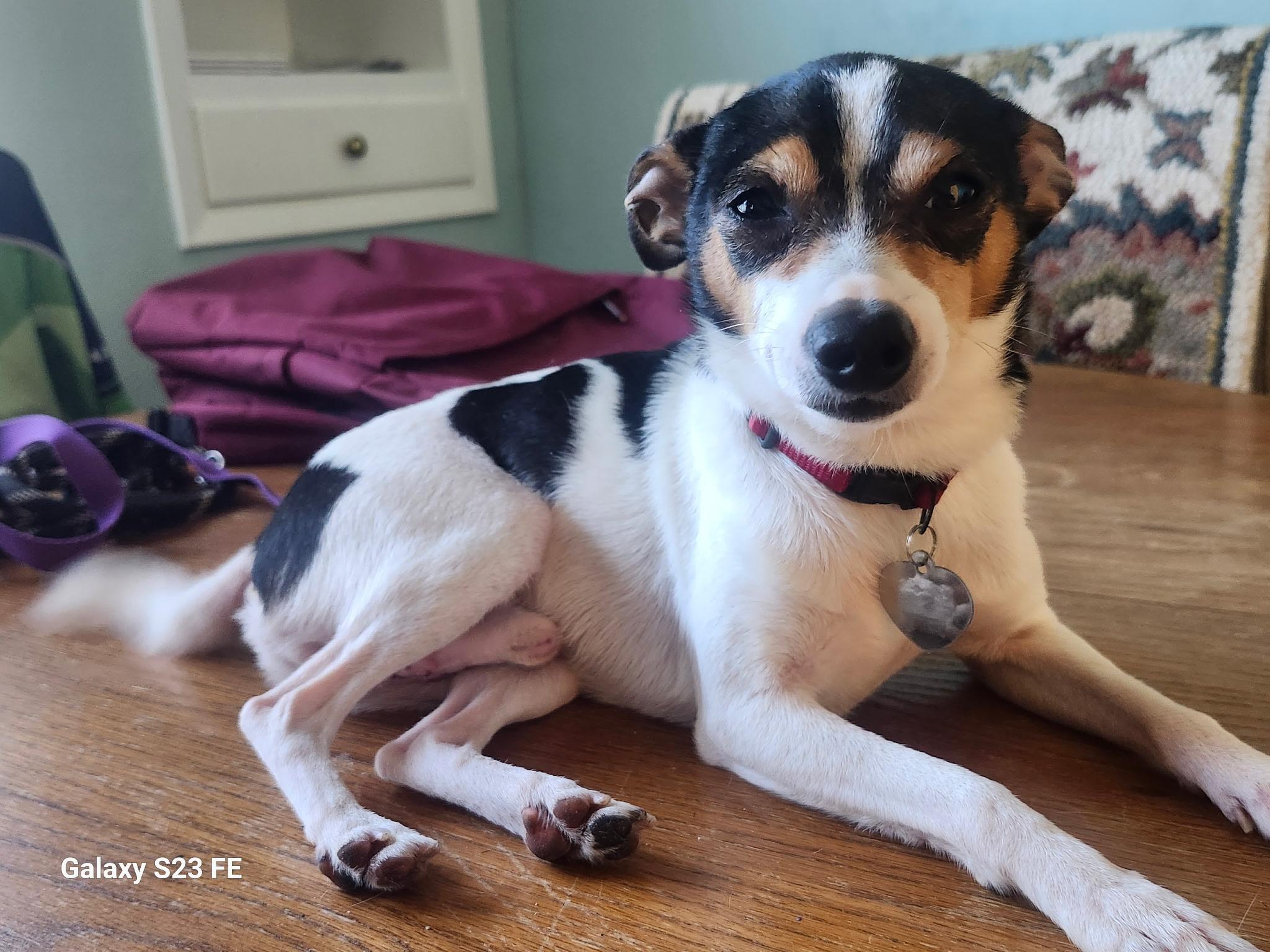 Damon, a ADOPTABLE mixed breed in Livermore, CA image 2/3