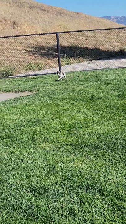 Enlarge Damon, a ADOPTABLE mixed breed in Livermore, CA video 2/3
