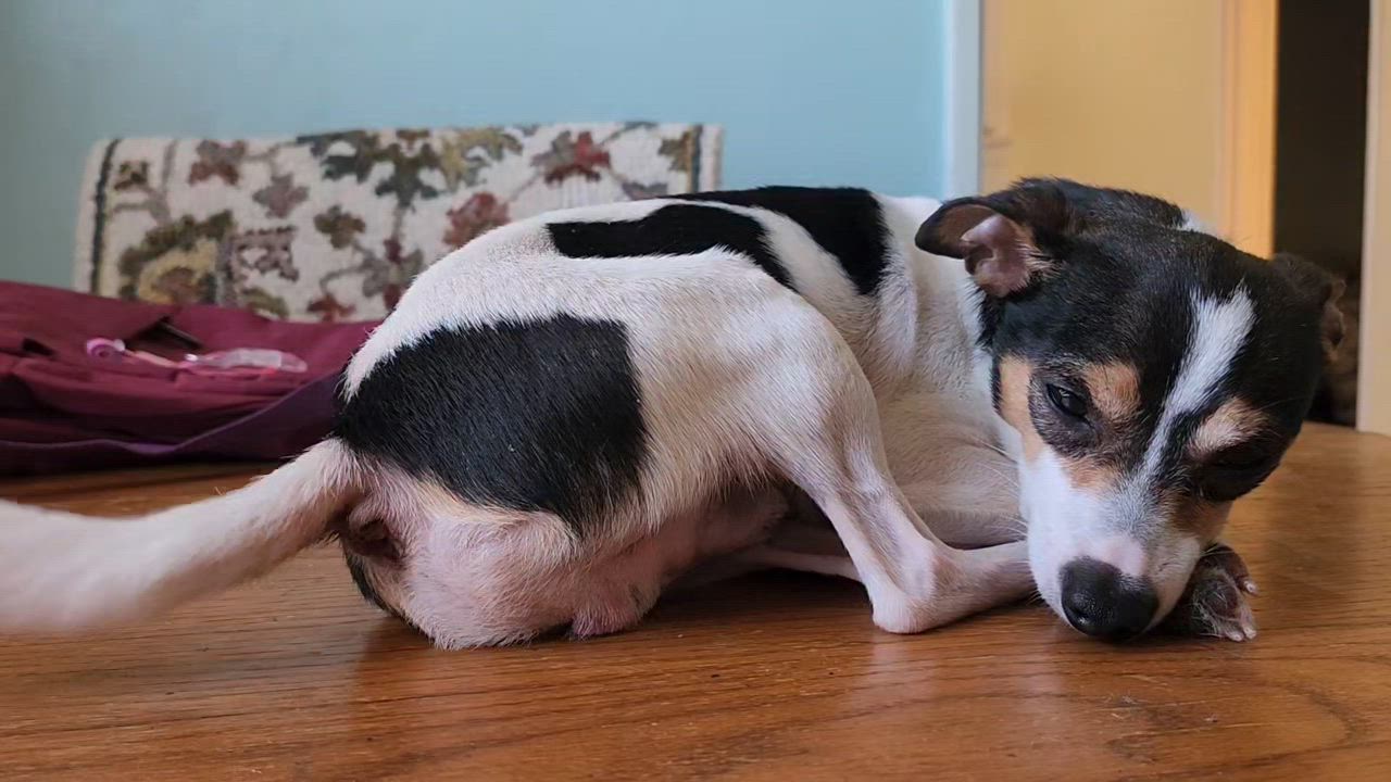 Enlarge Damon, a ADOPTABLE mixed breed in Livermore, CA video 3/3