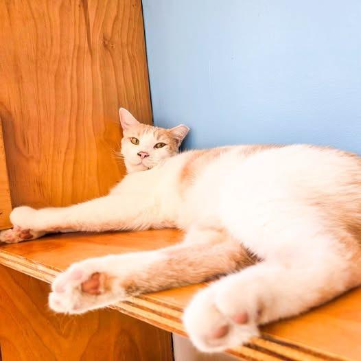 Mellow, Adoptable, Young Male Domestic Short Hair.