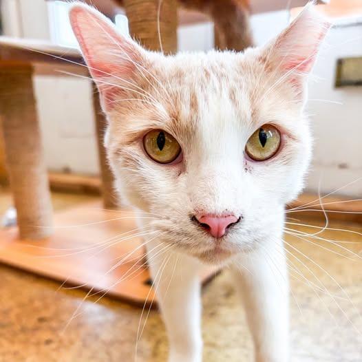 Enlarge Mellow, a Adoptable mixed breed in St. Louis, MO image 2/6