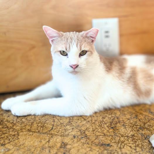 Enlarge Mellow, a Adoptable mixed breed in St. Louis, MO image 4/6