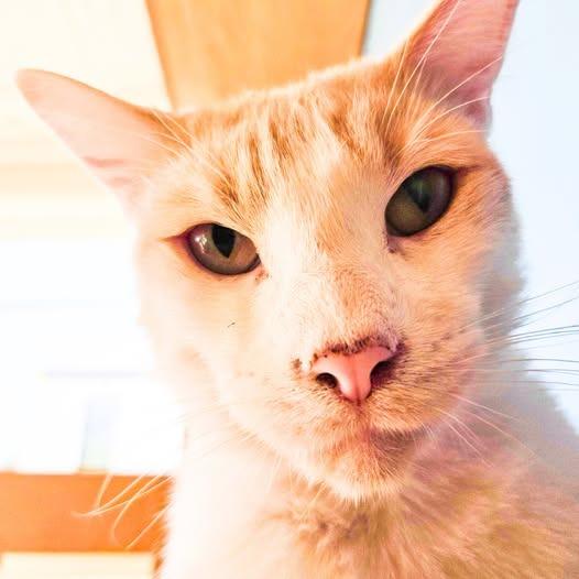 Enlarge Mellow, a Adoptable mixed breed in St. Louis, MO image 6/6