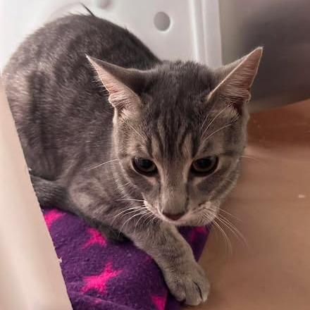 Roxy 26-08-080, Adoptable, Young Female Domestic Short Hair.