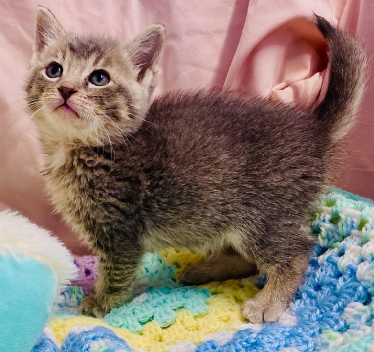 Enlarge Diana, a Adopted Domestic Short Hair in Colusa, CA image 2/4