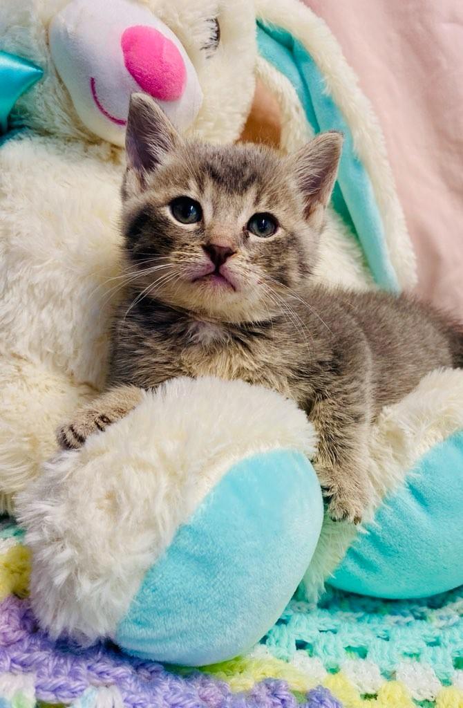 Enlarge Diana, a Adopted Domestic Short Hair in Colusa, CA image 3/4
