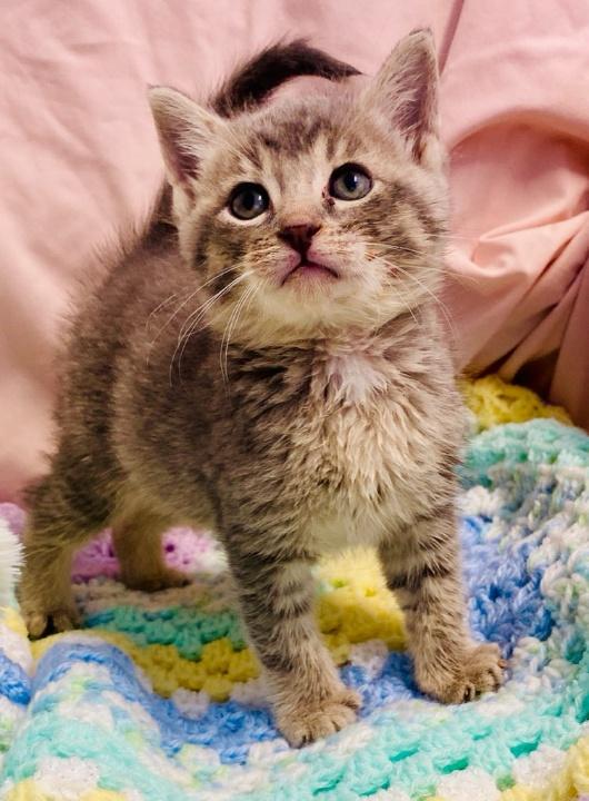 Enlarge Diana, a Adopted Domestic Short Hair in Colusa, CA image 4/4