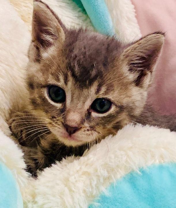 Diana, Adopted, Kitten Female Domestic Short Hair.