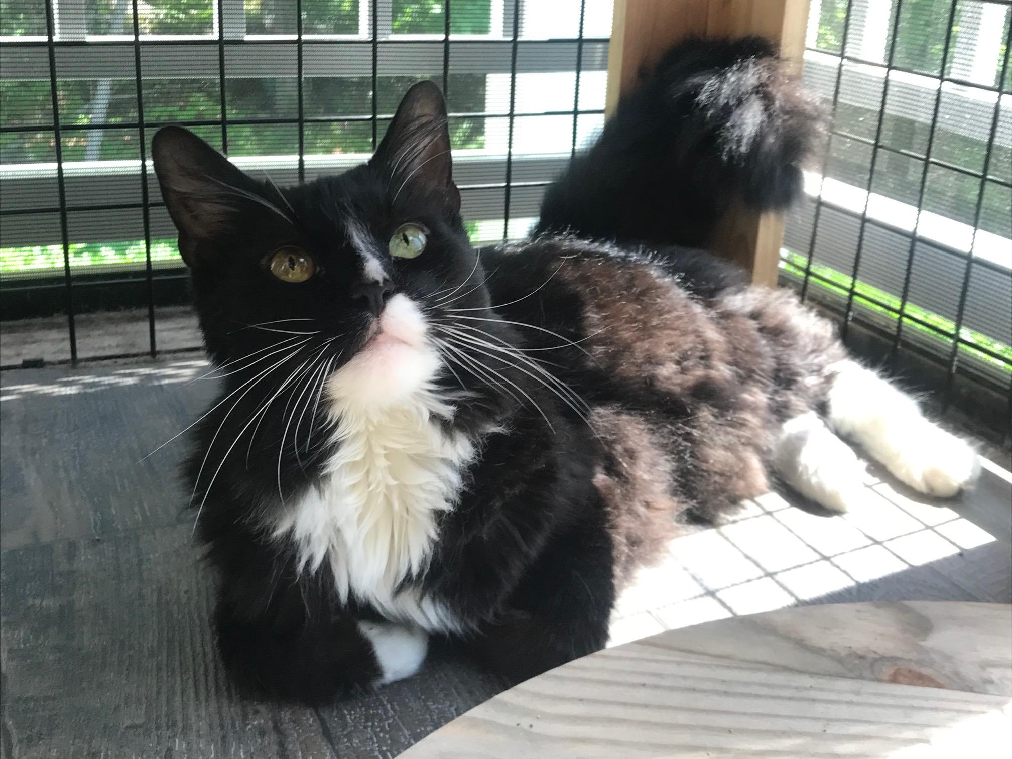 Gus, ADOPTABLE, Adult Male Domestic Long Hair.