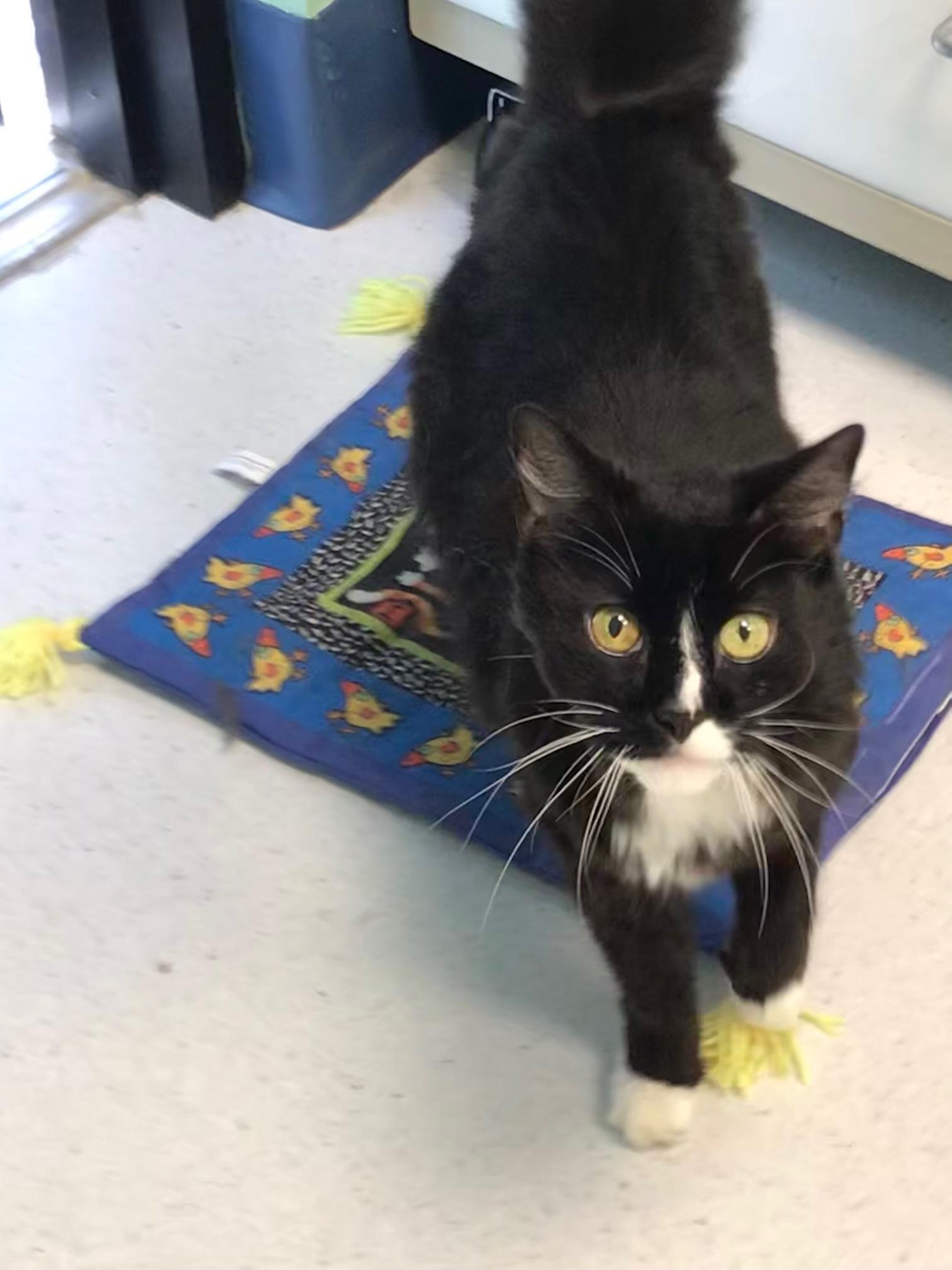 Enlarge Gus, a ADOPTABLE Domestic Long Hair in Milton, MA image 2/2