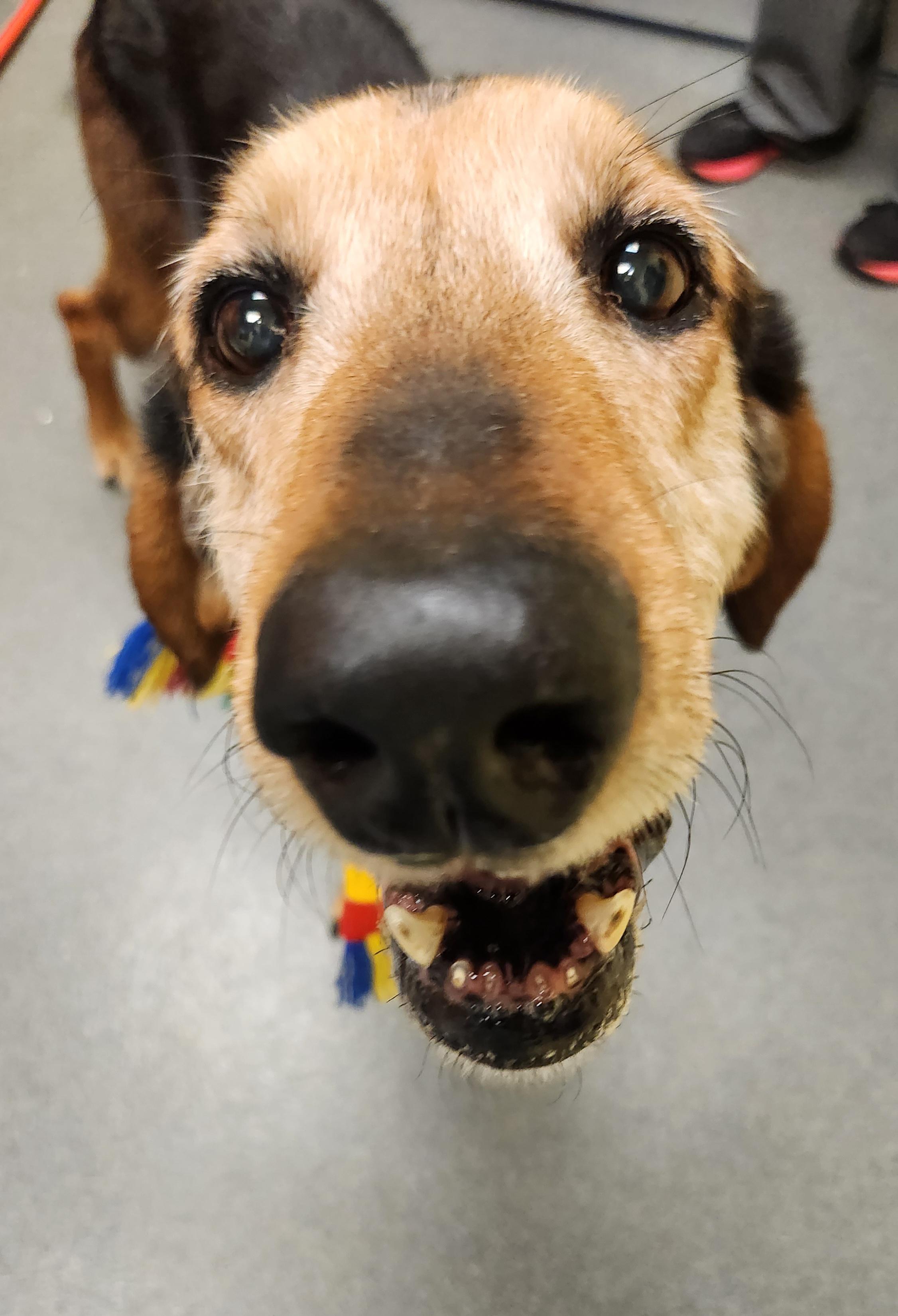 Clint - sweetest senior! - ADOPTED!, a Adoptable mixed breed in Amherst, VA image 1/6