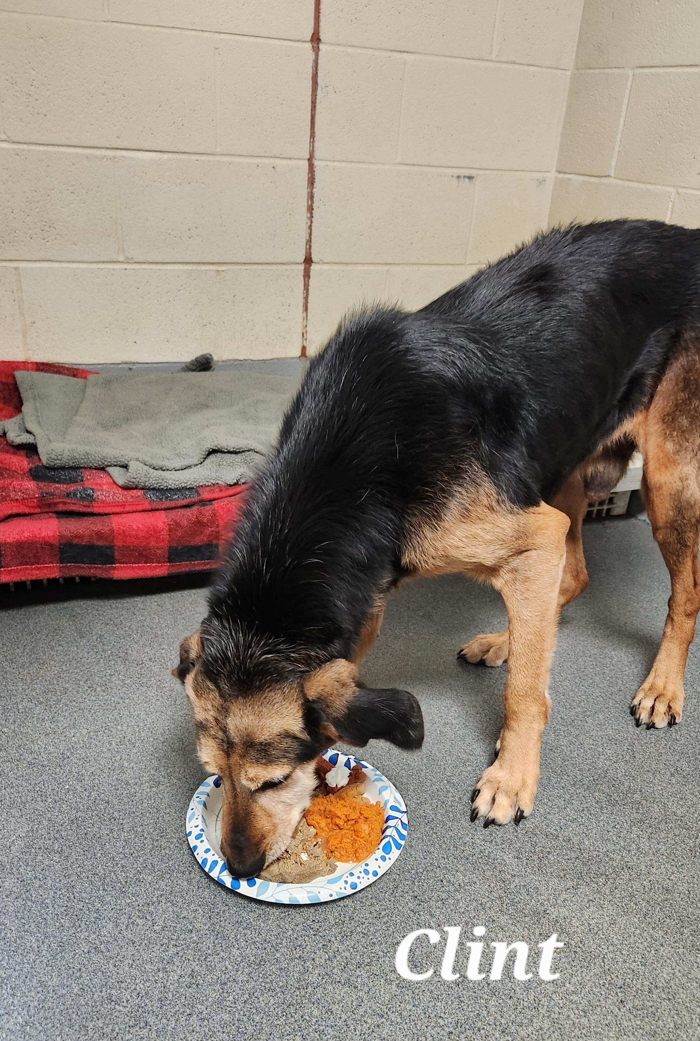 Clint - sweetest senior! - ADOPTED!, a Adoptable mixed breed in Amherst, VA image 2/6