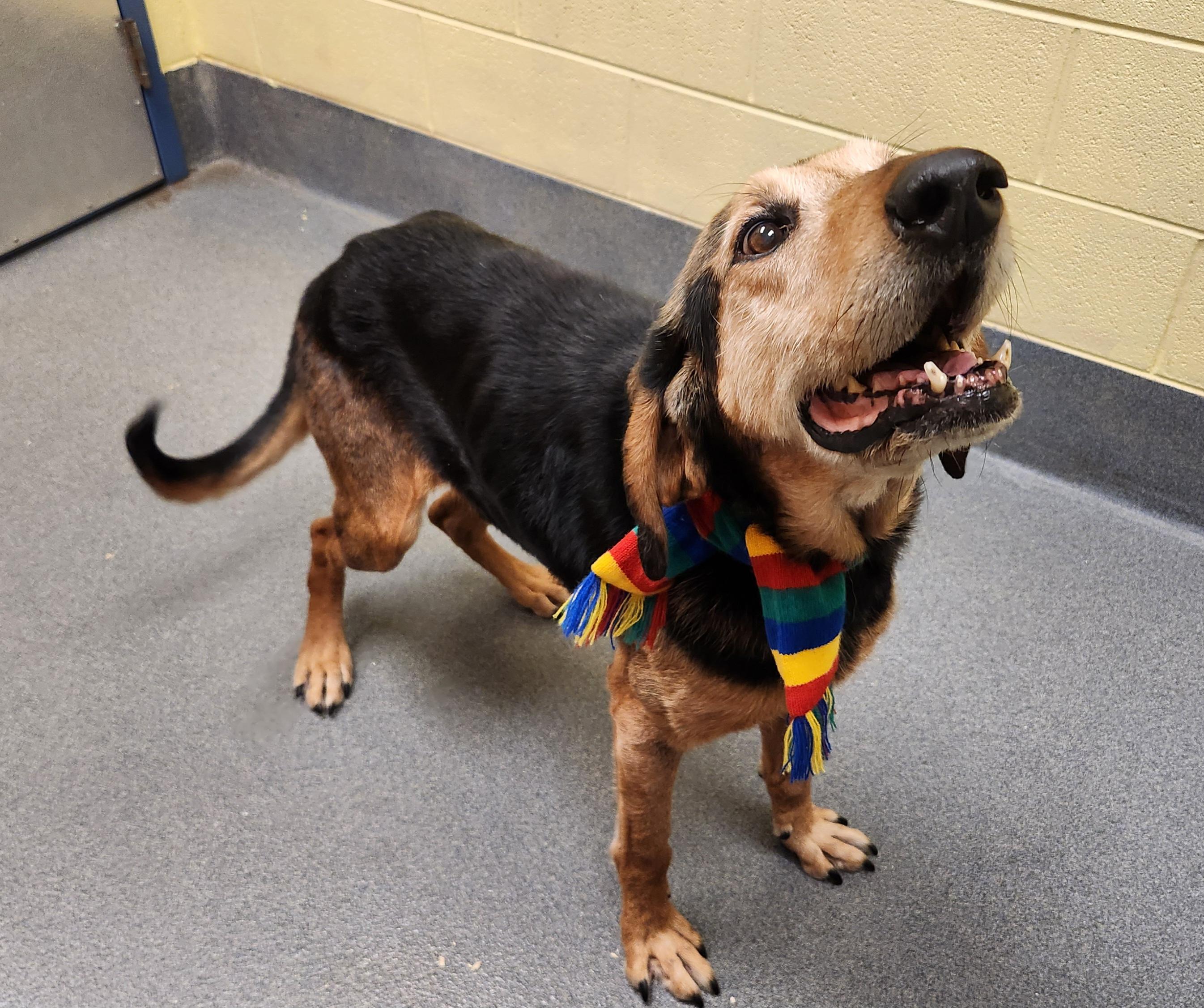 Clint - sweetest senior! - ADOPTED!, a Adoptable mixed breed in Amherst, VA image 3/6