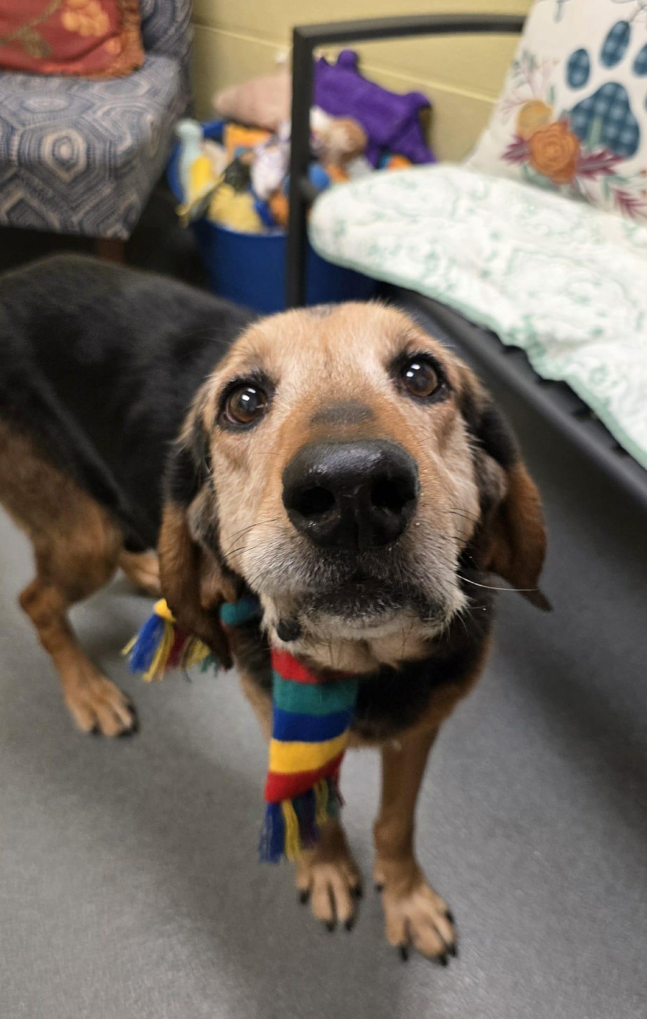 Clint - sweetest senior! - ADOPTED!, a Adoptable mixed breed in Amherst, VA image 4/6