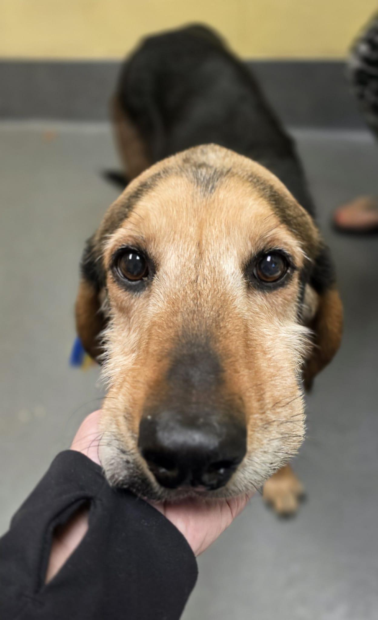 Clint - sweetest senior! - ADOPTED!, a Adoptable mixed breed in Amherst, VA image 5/6