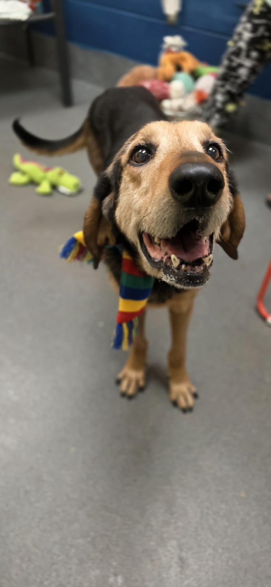 Clint - sweetest senior! - ADOPTED!, a Adoptable mixed breed in Amherst, VA image 6/6