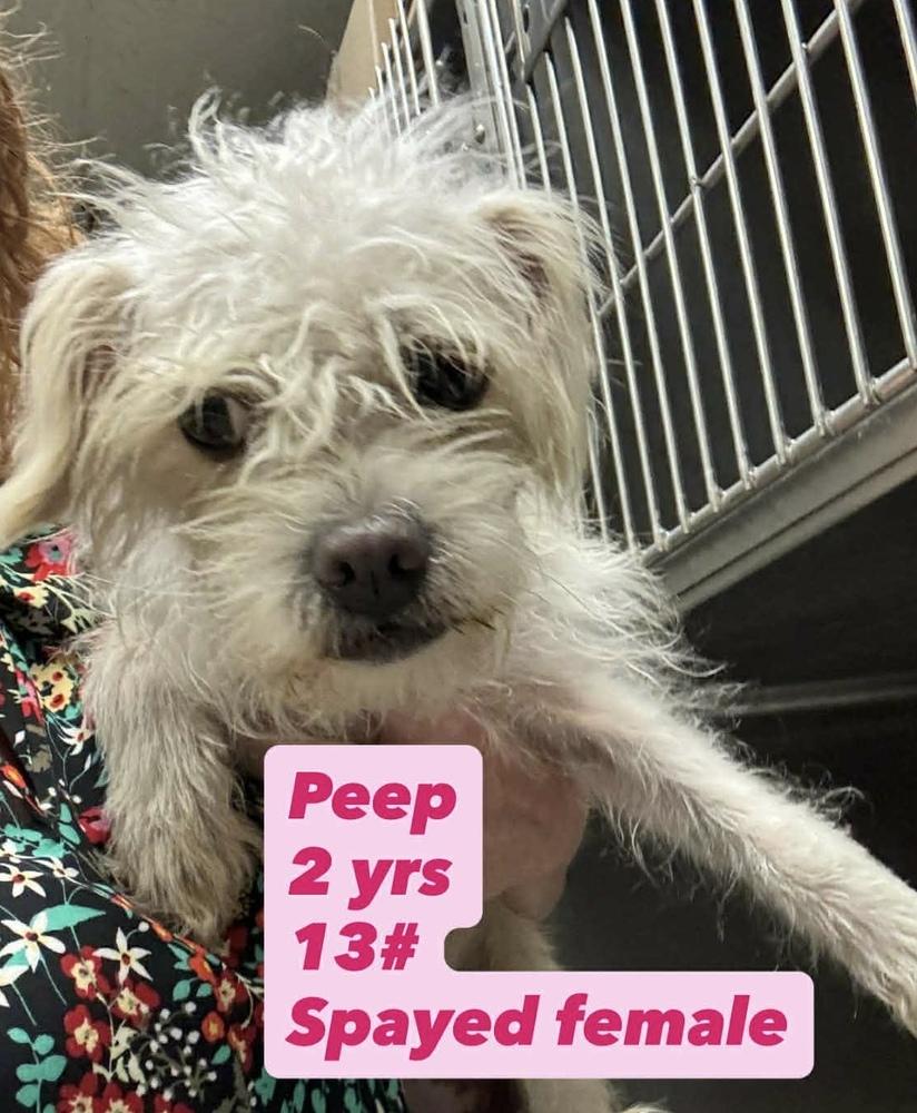 Enlarge Peep, a Adoptable mixed breed in San Diego, CA image 1/3