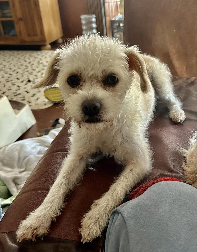 Enlarge Peep, a Adoptable mixed breed in San Diego, CA image 2/3