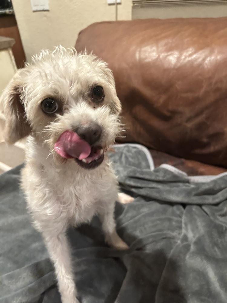 Enlarge Peep, a Adoptable mixed breed in San Diego, CA image 3/3
