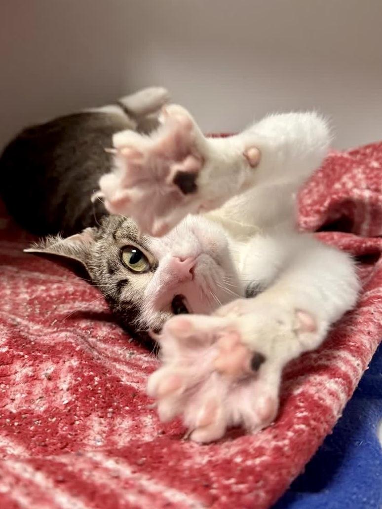 Luna, a ADOPTABLE Domestic Short Hair in Toledo, OH image 1/2