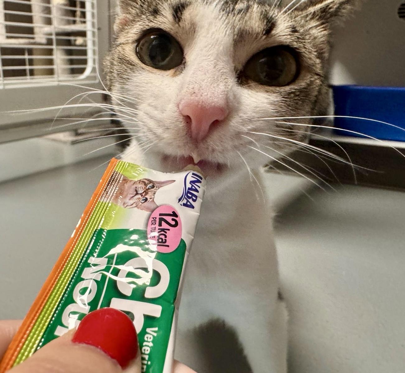 Luna, a ADOPTABLE Domestic Short Hair in Toledo, OH image 2/2