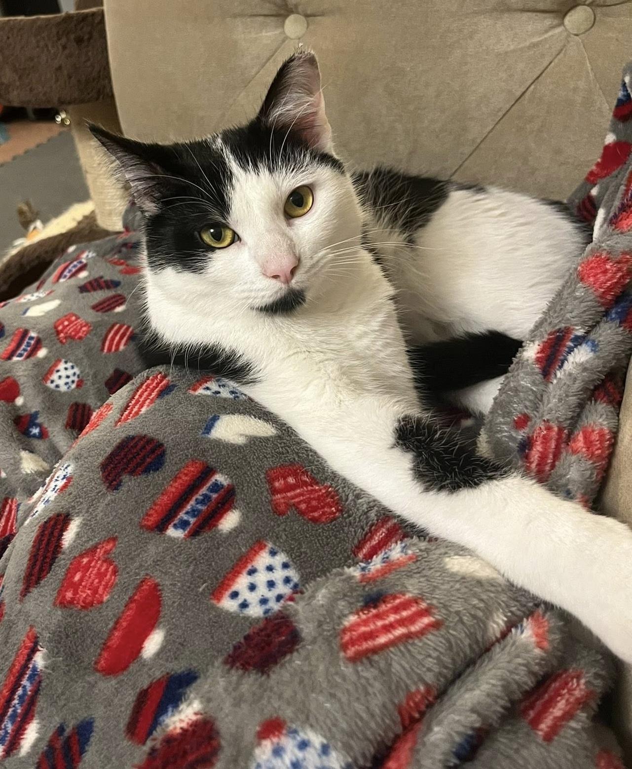 EVERLY & EDDIE, Adoptable, Young Male Domestic Short Hair.