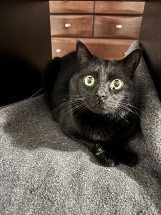 Casey, Adoptable, Adult Male Domestic Short Hair & Domestic Short Hair.