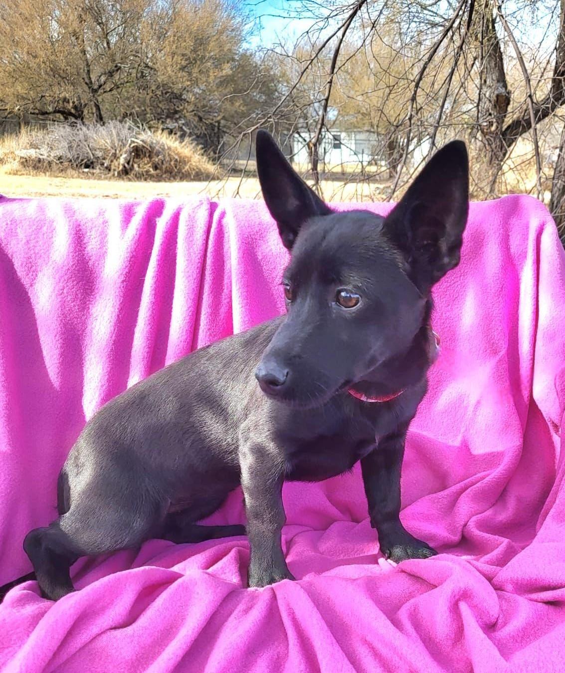 Roxy, ADOPTABLE, Young Female Xoloitzcuintli / Mexican Hairless & Chihuahua.