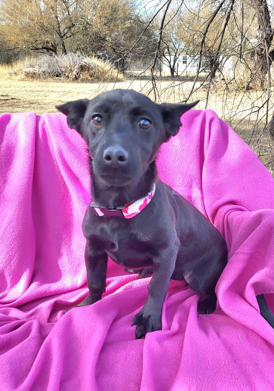 Roxy, a ADOPTABLE mixed breed in Southport, CT image 4/6