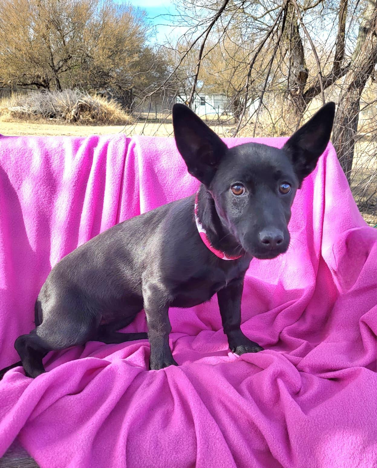 Roxy, a ADOPTABLE mixed breed in Southport, CT image 3/6