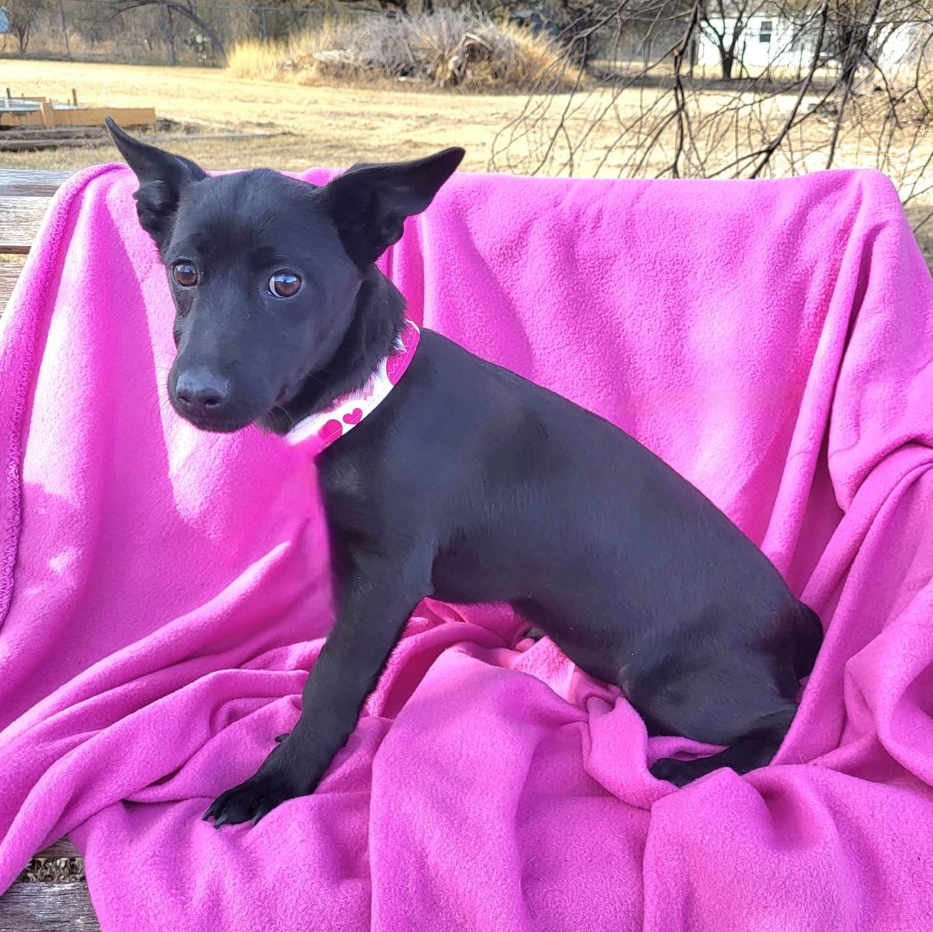 Roxy, a ADOPTABLE mixed breed in Southport, CT image 2/6