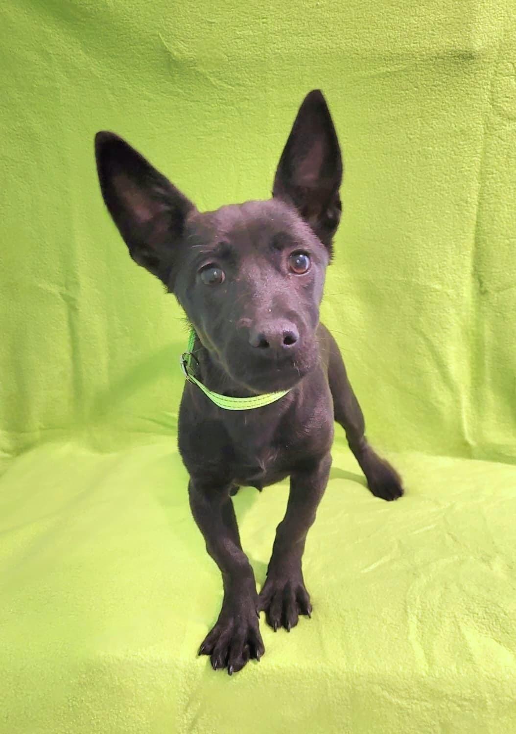 Roxy, a ADOPTABLE mixed breed in Southport, CT image 5/6